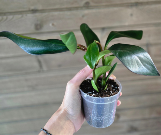 Peperomia Red Edge