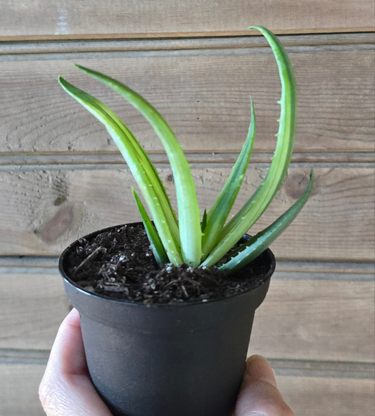 Aloe Solar Flare