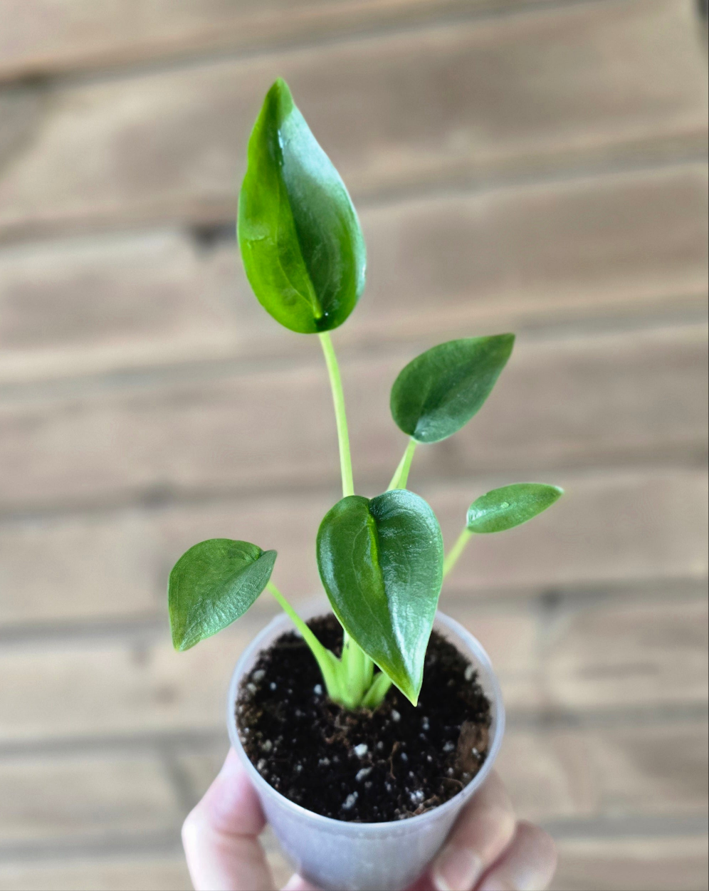 Alocasia Tiny Dancer