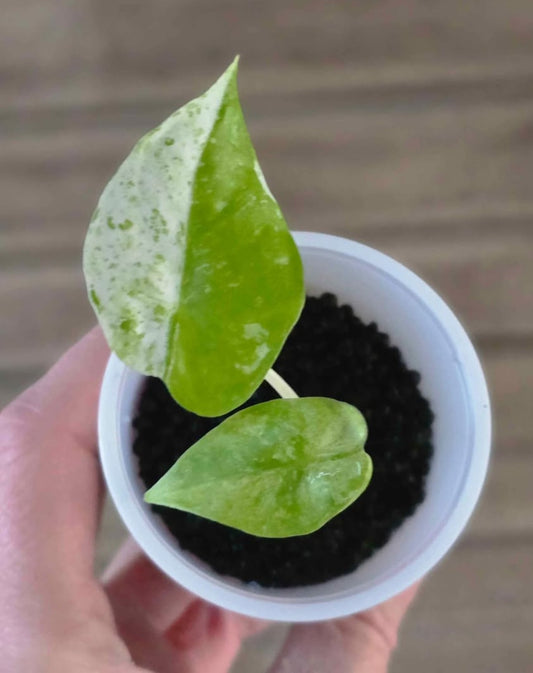 Alocasia Odora Batik Starter