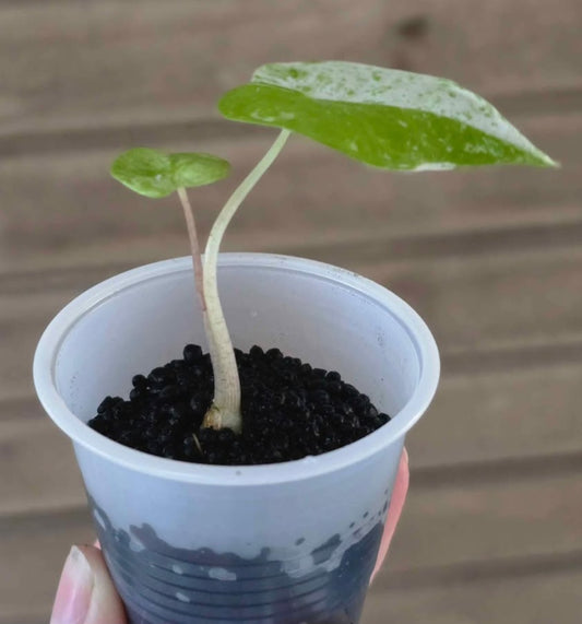 Alocasia Odora Batik Starter
