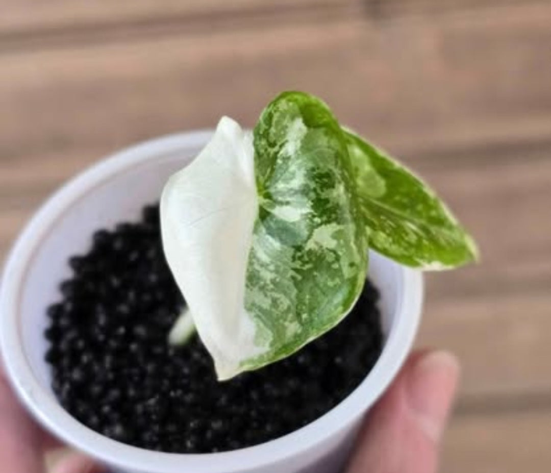 Alocasia Frydek Variegated Starter