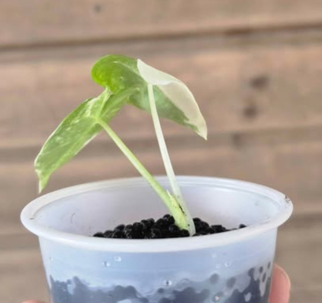 Alocasia Frydek Variegated Starter