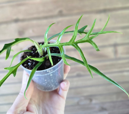 Philodendron Tortum