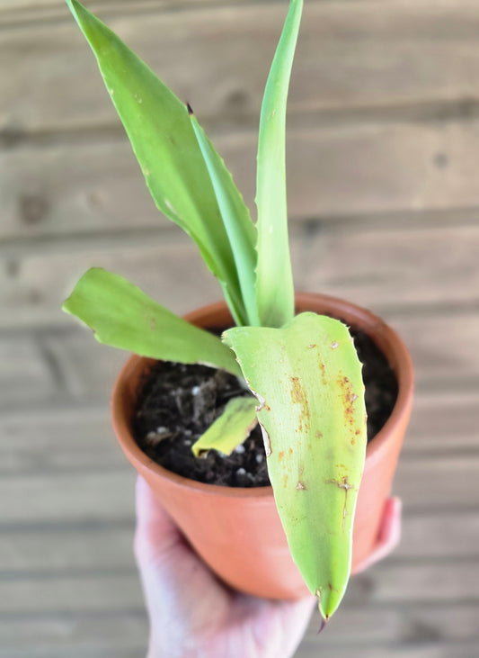 Century Plant (Agave Americana) Pup