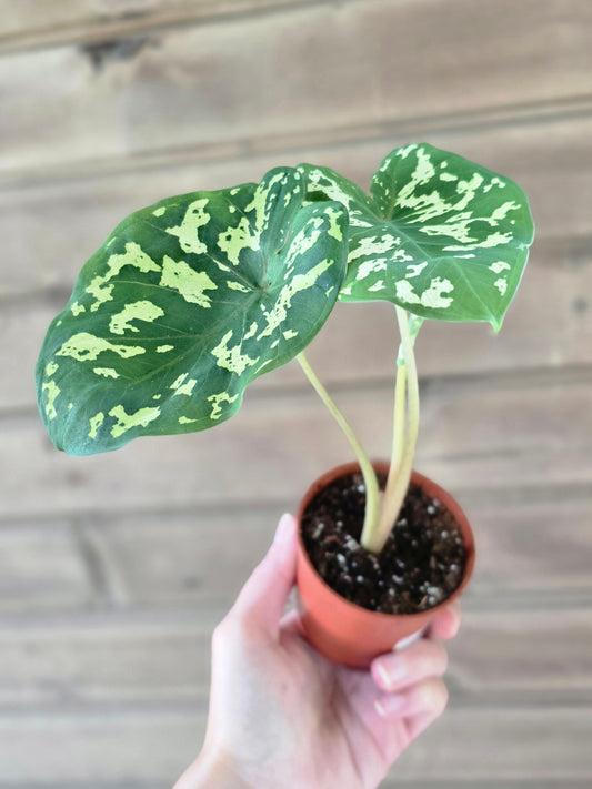 Alocasia Hilo Beauty