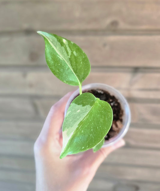 Monstera Thai Constellation