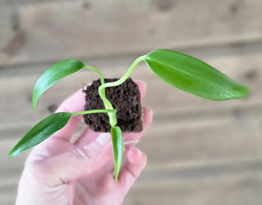 Monstera Burle Marx Flame