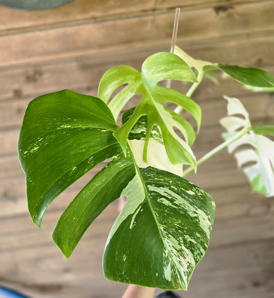 Monstera Deliciosa Albo