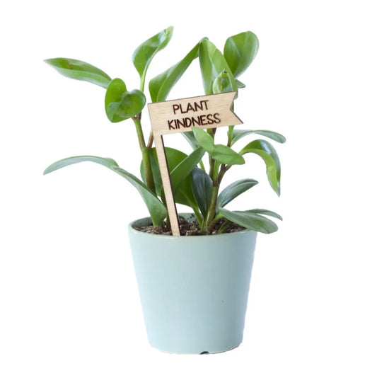 Plant Pick - Plant Kindness