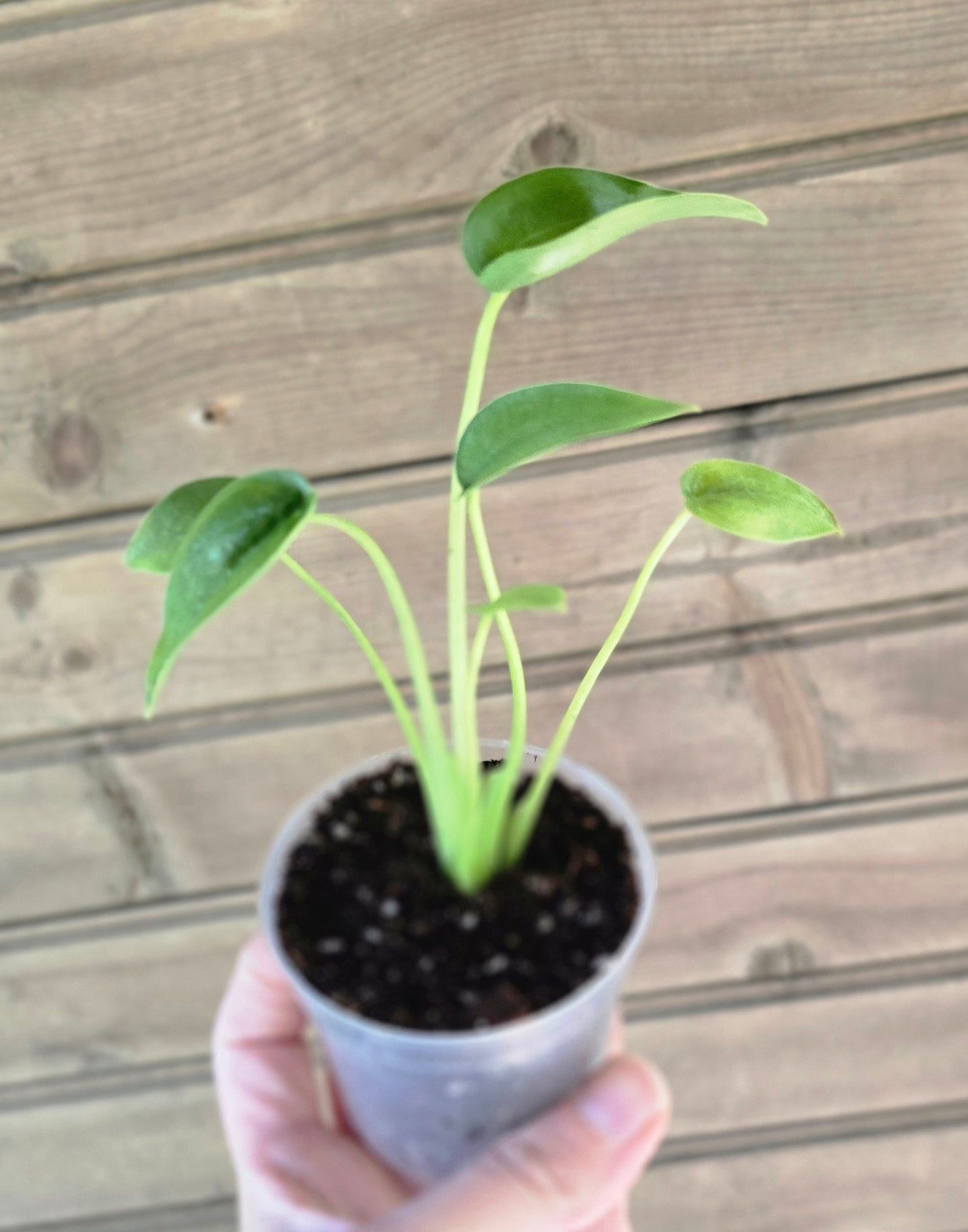 Alocasia Tiny Dancer