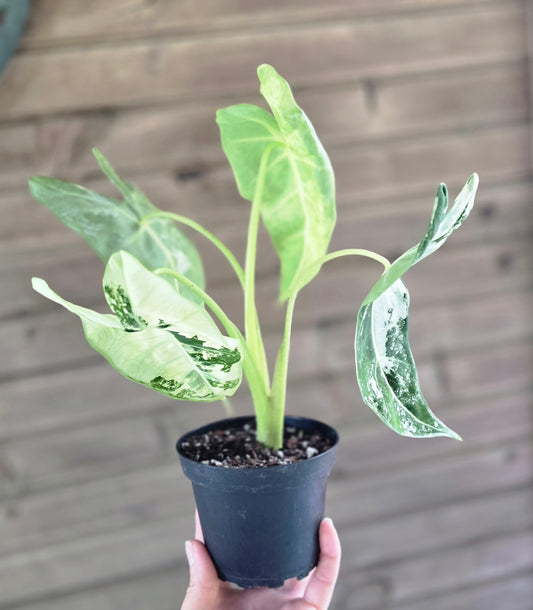 Variegated Alocasia 'frydek'