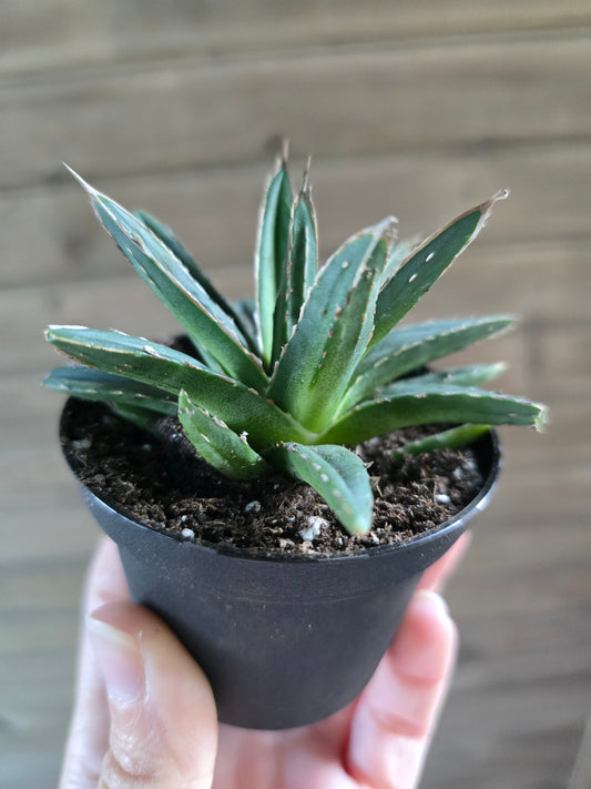 Agave Victoria Reginae Porcupine
