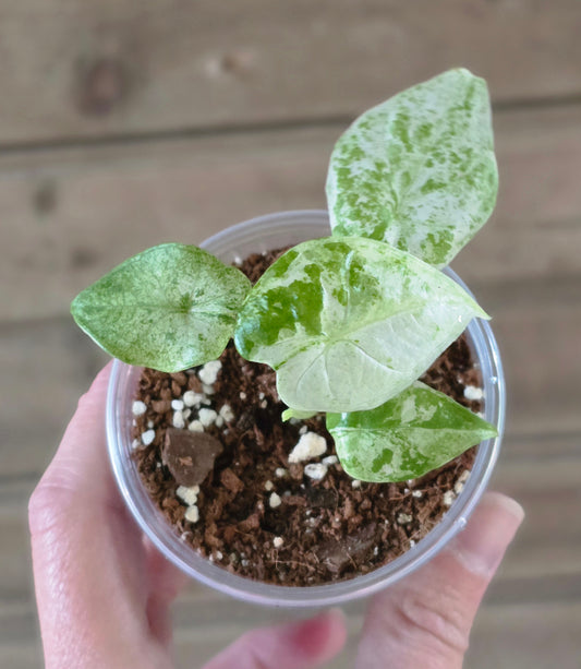 Alocasia Odora Batik Starter