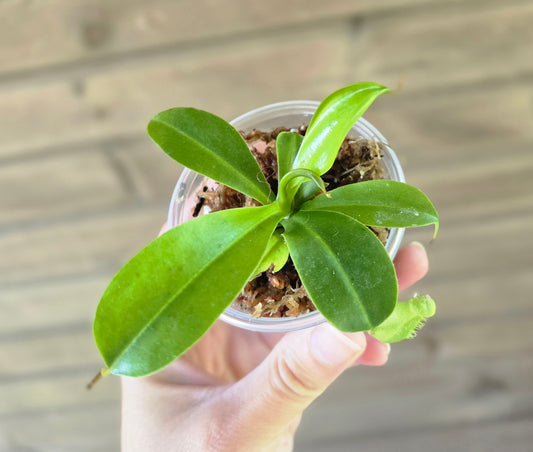 Nepenthes St Gaya Pitcher Plant