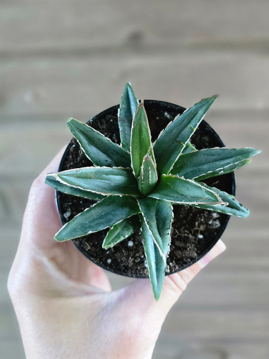 Agave Victoria Reginae Porcupine