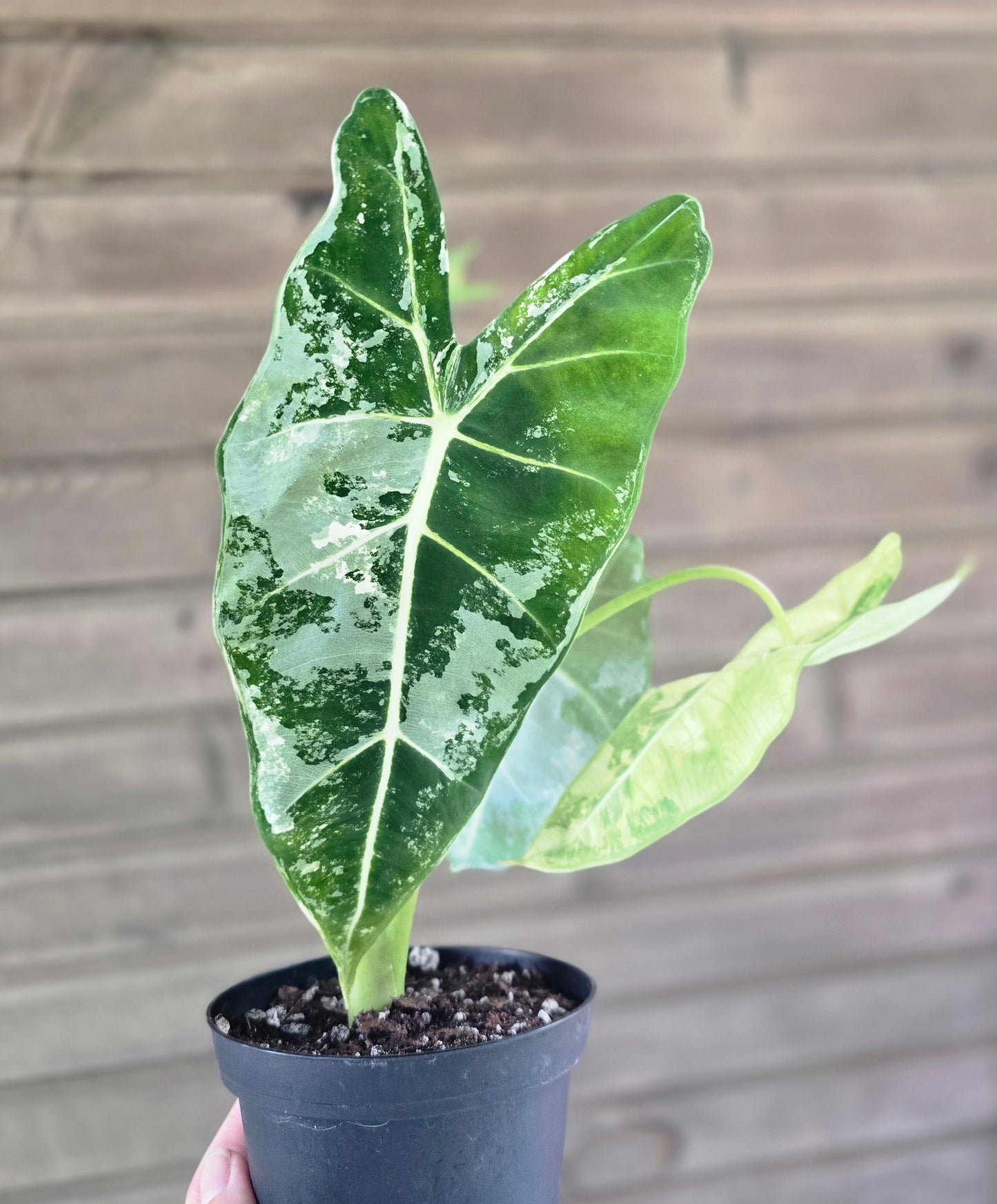 Variegated Alocasia 'frydek'