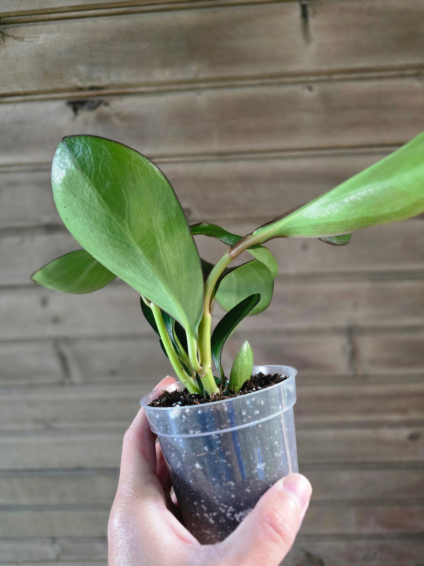 Peperomia Red Edge