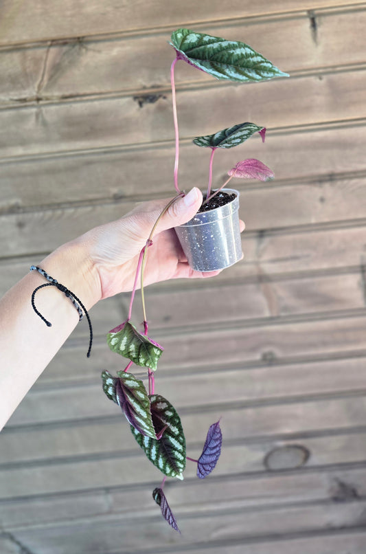 Cissus Discolor - Rex Begonia Vine
