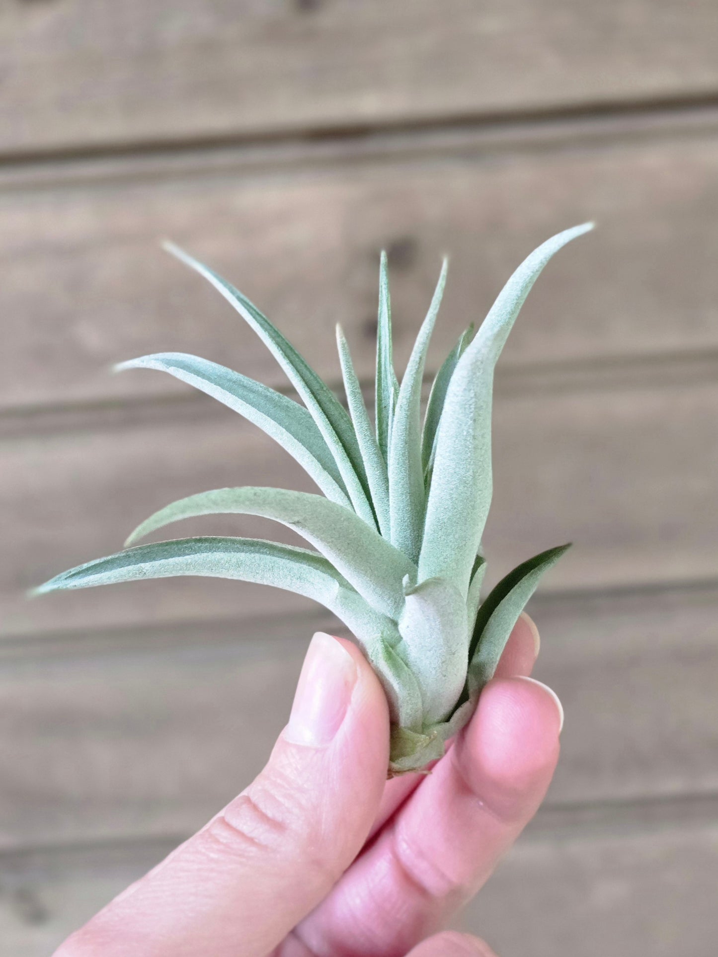 Wood Air Plant Holder Magnet