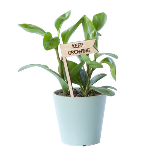 Plant Pick - Keep Growing