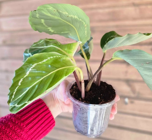 Calathea Roseopicta 'Green Goddess', 'Green Lipstick'