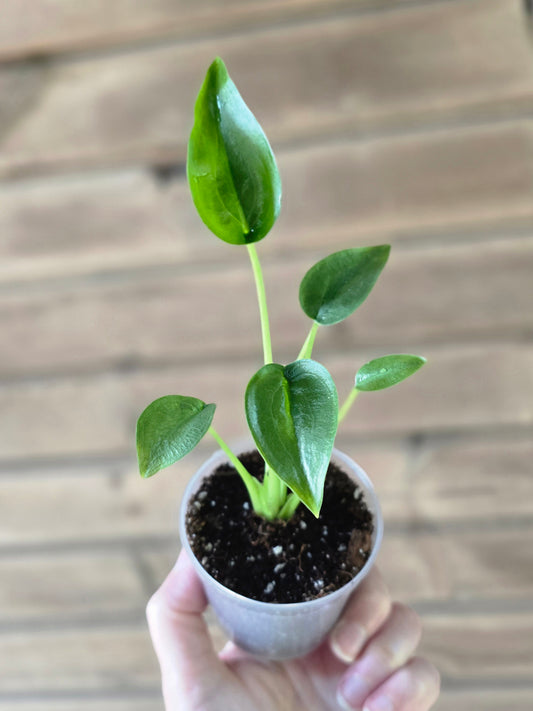Alocasia Tiny Dancer