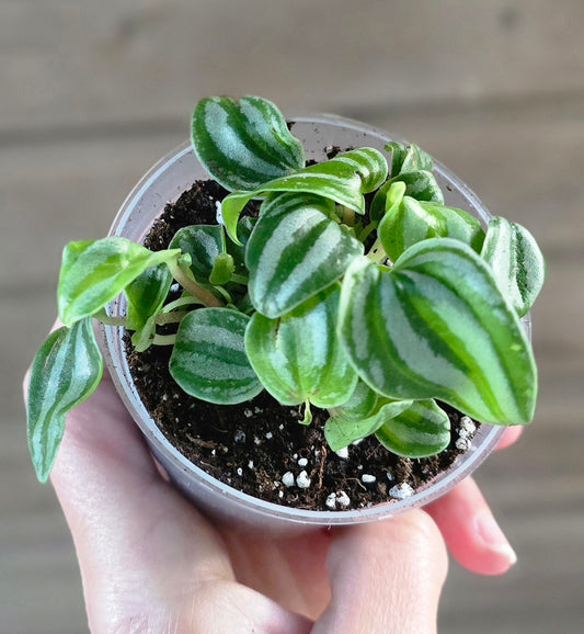 Peperomia Watermelon