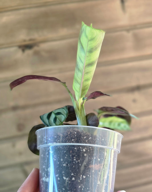 Calathea Concinna 'Freddie' Prayer Plant