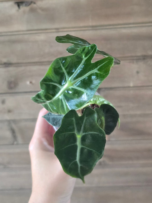 Alocasia Polly