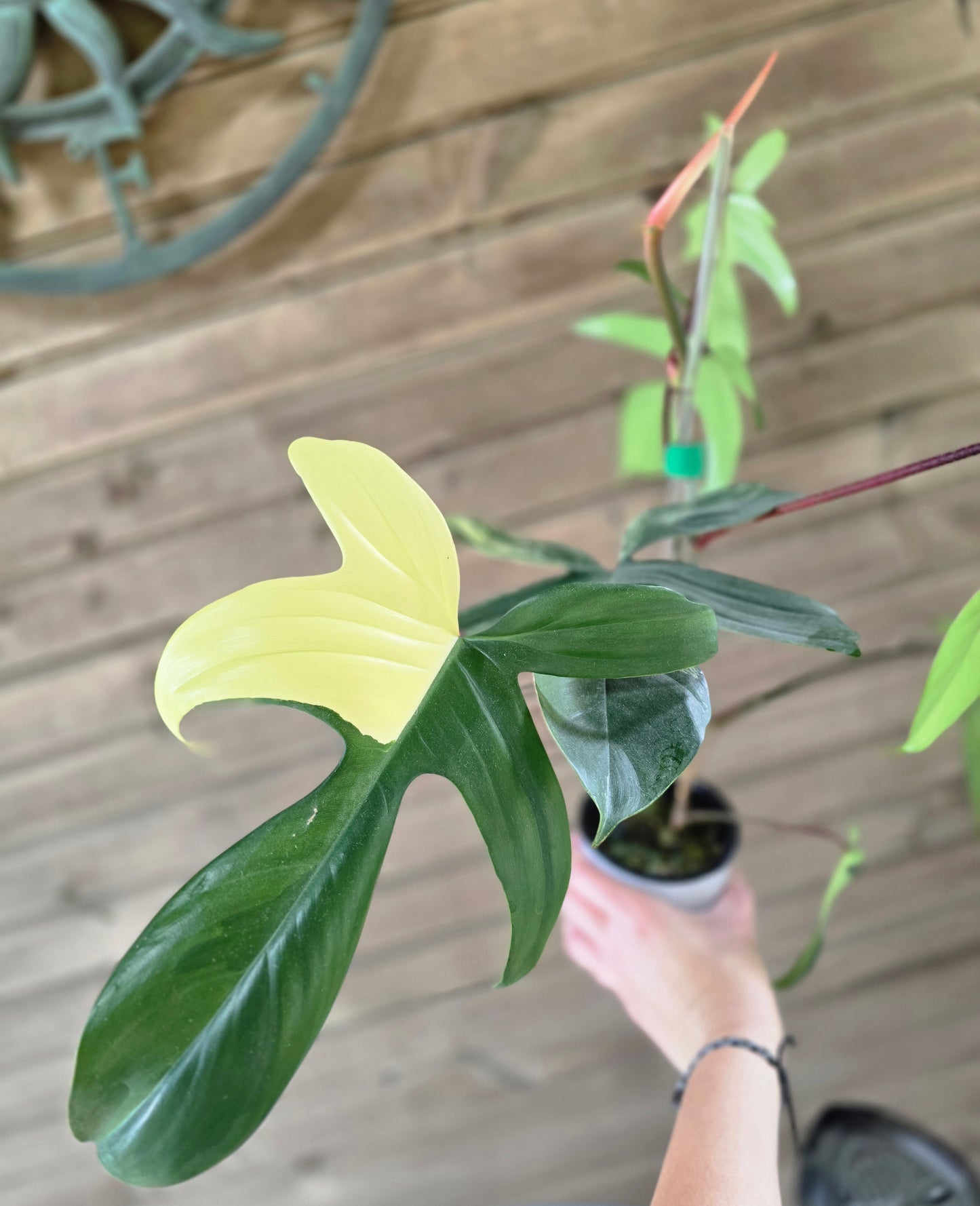 Philodendron Florida Beauty - Variegated