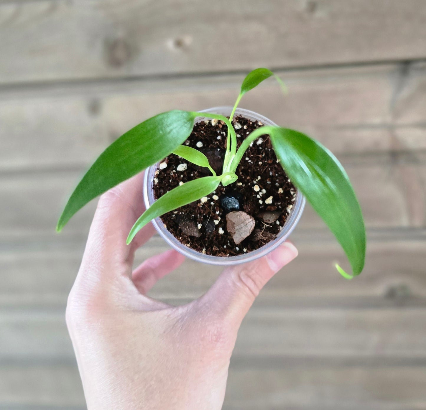 Monstera Burle Marx Flame