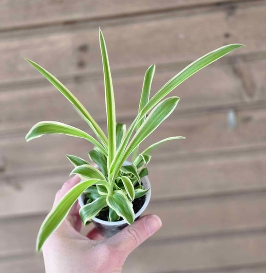 Reverse Variegated Spider Plant Pup - Flowers White