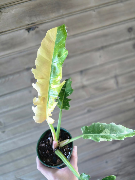 Philodendron Ring of Fire