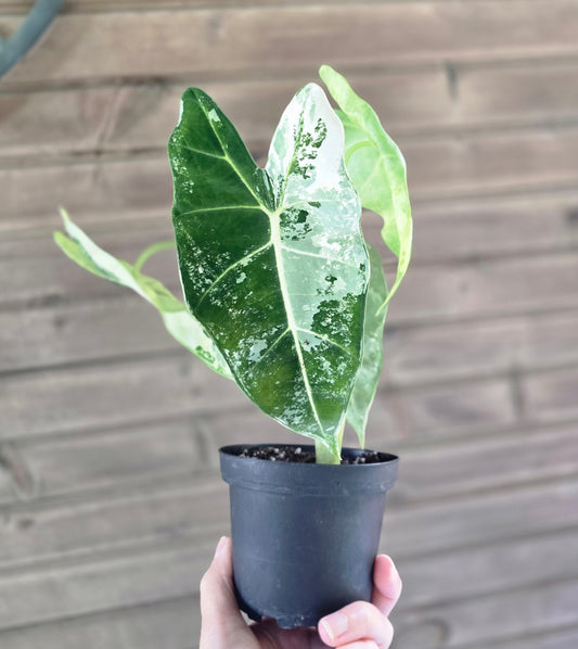 Variegated Alocasia 'frydek'