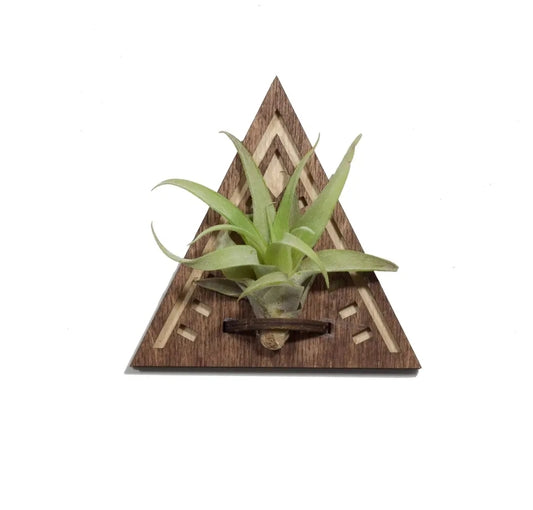 Wood Air Plant Holder Magnet