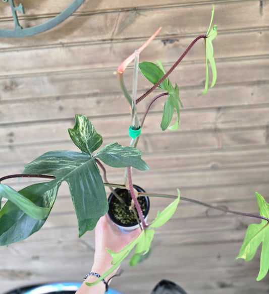 Philodendron Florida Beauty - Variegated