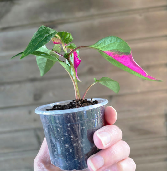 Alternanthera 'Party Time'