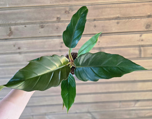 Philodendron Choco Empress