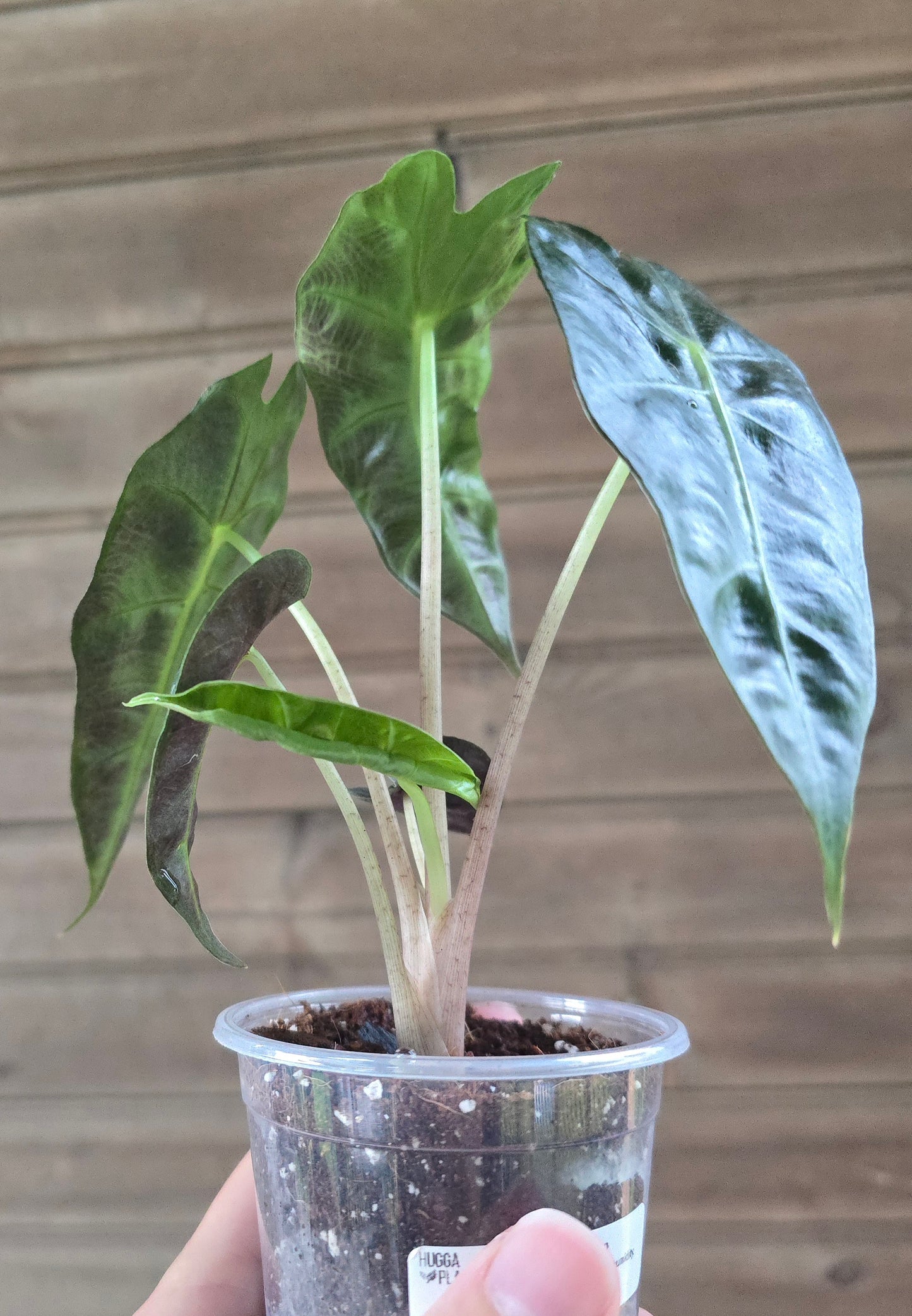 Alocasia Polly