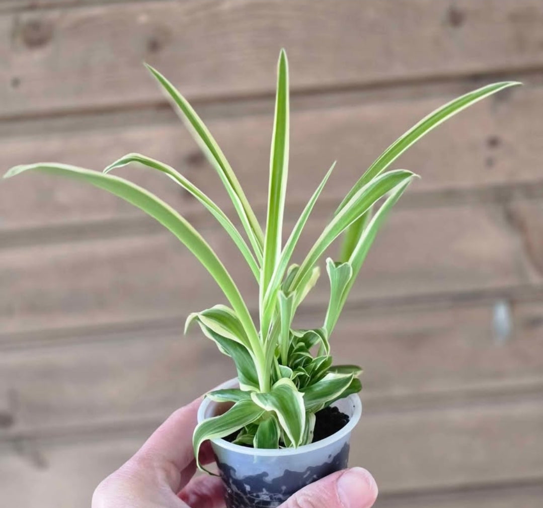 Reverse Variegated Spider Plant Pup - Flowers White