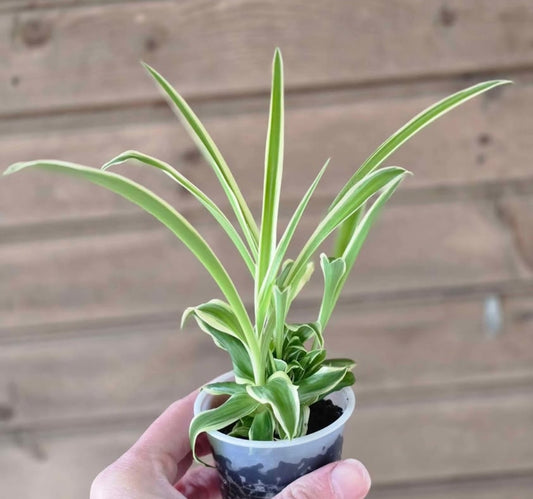Reverse Variegated Spider Plant Pup - Flowers White