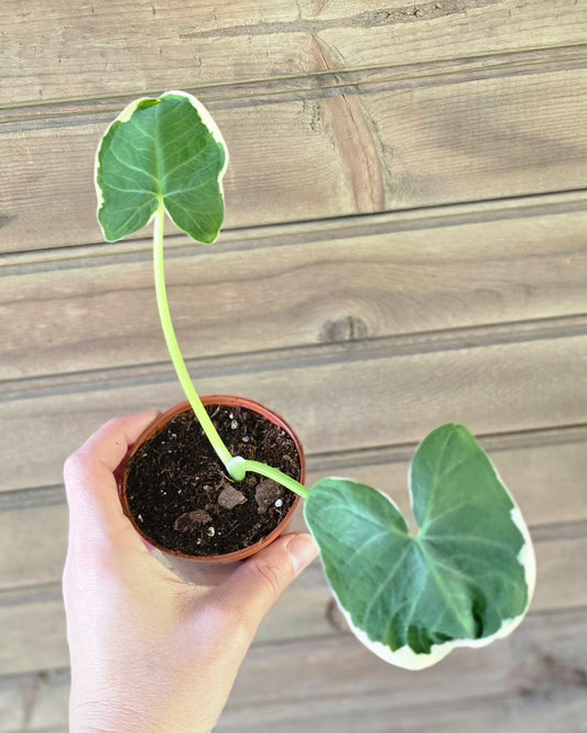 Alocasia Mickey Mouse