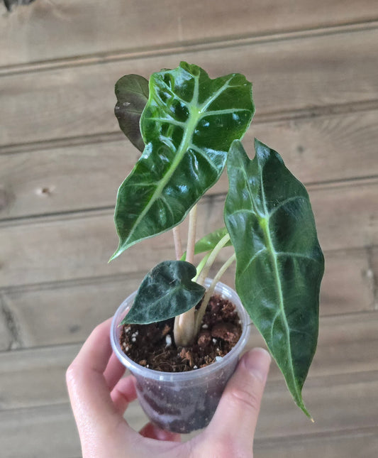 Alocasia Polly