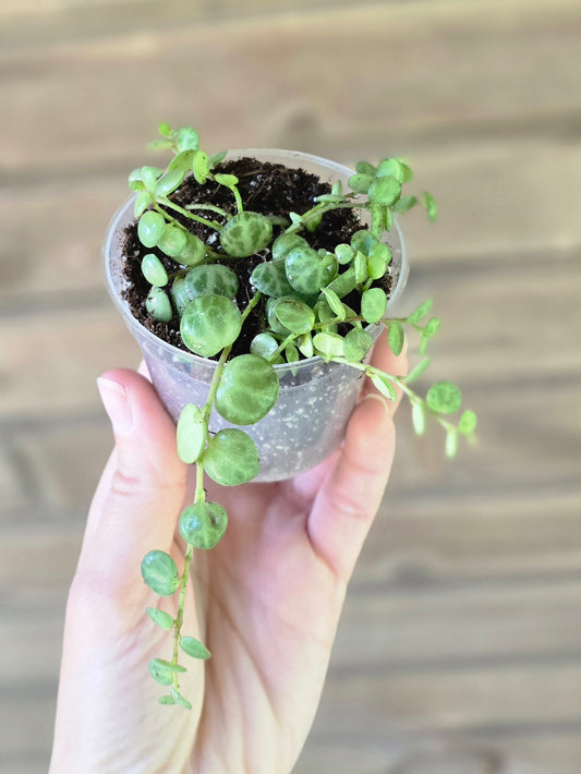 String of Turtles