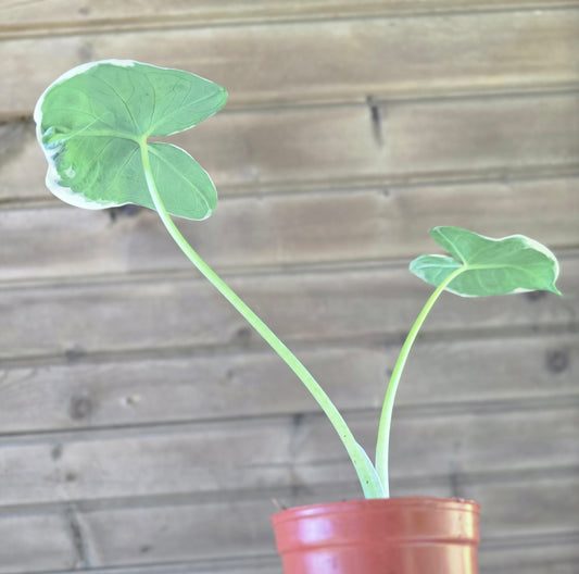 Alocasia Mickey Mouse