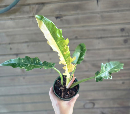 Philodendron Ring of Fire
