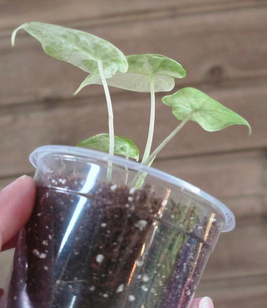 Alocasia Odora Batik Starter