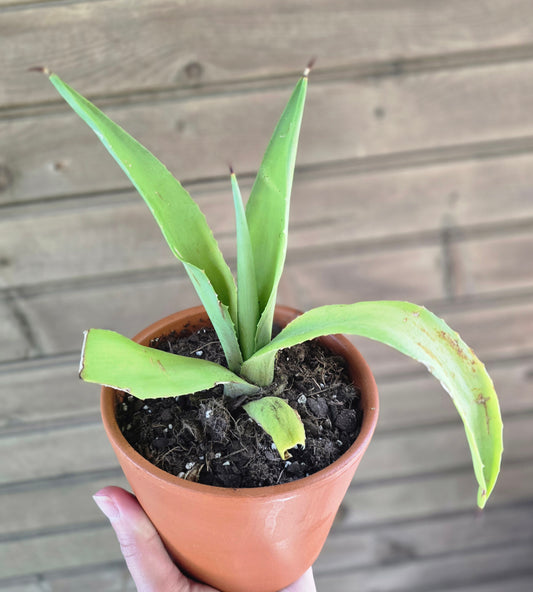 Century Plant (Agave Americana) Pup