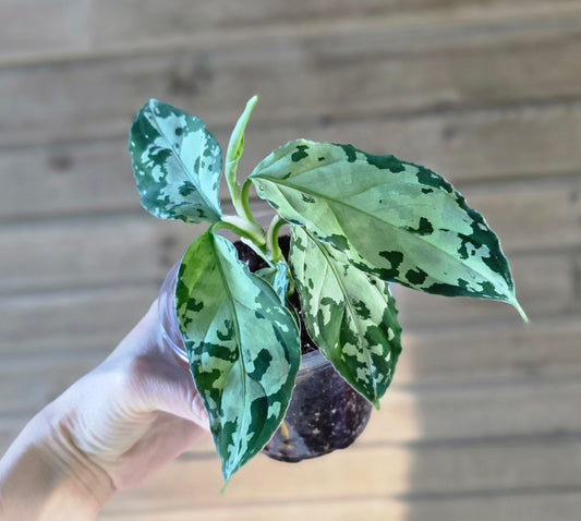 Aglaonema Pictum Tricolor